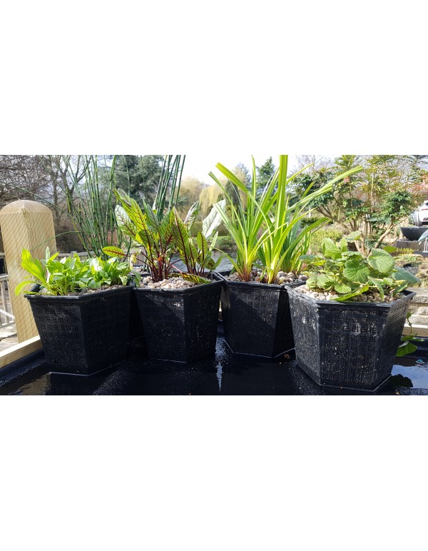 Wayside Water Gardens The North's Leading Water Garden Specialists