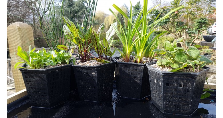 UK Native Pond Plants