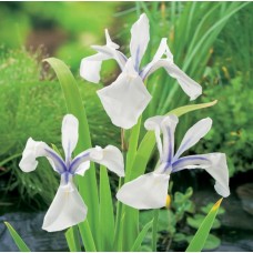 Iris Leavigata snowdrift - 1L