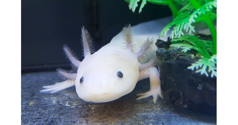 Axolotls: all you need to know!