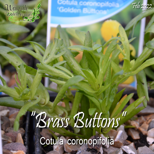 Brass Buttons (Cotula coronopifolia) - Plants for Ponds – Plants