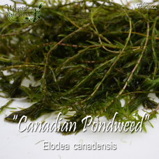 Canadian Pondweed (Elodea Canadensis) - Bunch