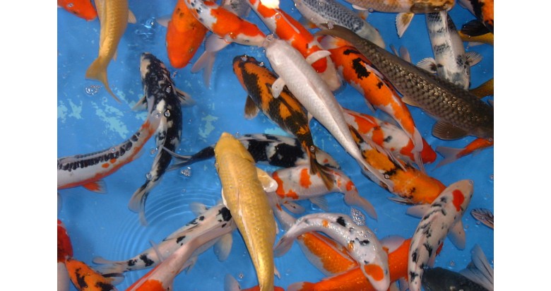 Fish sales clarification Fish sales clarification