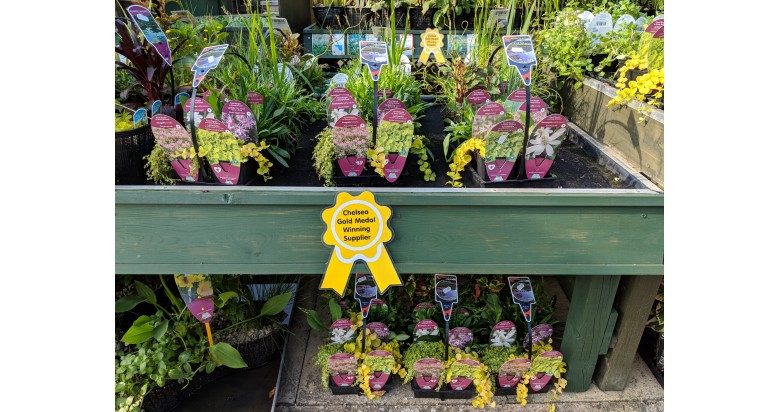 RHS Chelsea Gold again. RHS Chelsea Gold again.