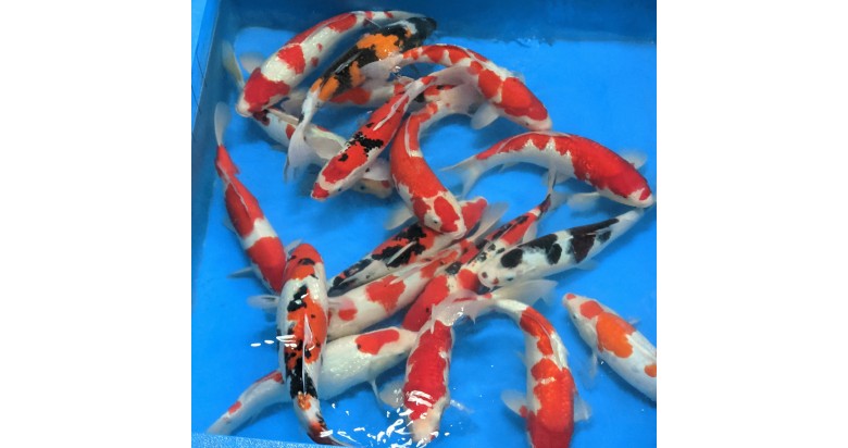 Hand Picked Koi trip 2020. Hand Picked Koi trip 2020.