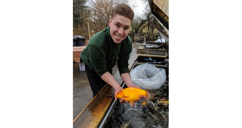 New spring stock of High Grade Koi and Goldfish finally arrive. New spring stock of High Grade Koi and Goldfish finally arrive.