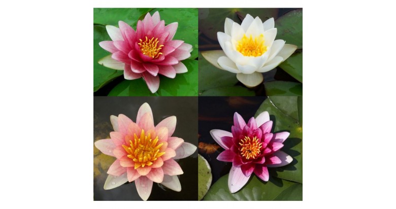 Water lilies to shade your pond Water lilies to shade your pond