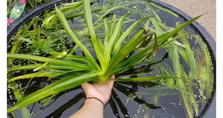 Plants, plants and more plants! Plants, plants and more plants!
