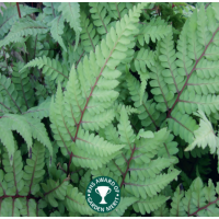 Eared Lady Fern (Athyrium otoph okanum) - 9cm