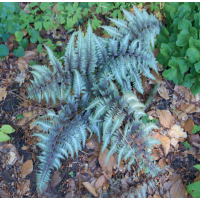 Japanese Painted Fern (Athyrium niponicum metallicum) - 9cm