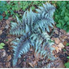 Athyrium niponicum metallicum - 9cm Athyrium niponicum metallicum - 9cm