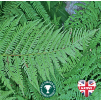 Lady Fern (Athyrium filix femina) - 9cm