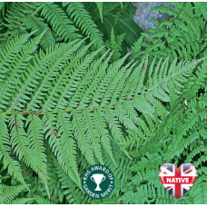Athyrium filix femina - 9cm Athyrium filix femina - 9cm
