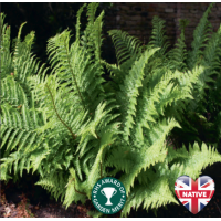 Male Fern (Dryopteris filix-mas) - 9cm