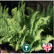 Dryopteris filix-mas - 9cm Dryopteris filix-mas - 9cm