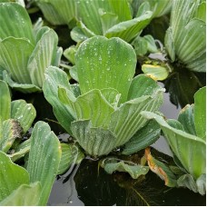Water Lettuce - Loose Water Lettuce - Loose