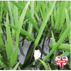 Water Soldier - Loose