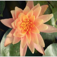 Catchwater Dream Lily - 3L