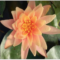 Catchwater Dream Lily - 3L