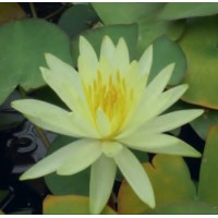 Colonel Welch Water Lily - 3L