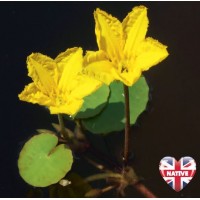 Fringed Water Lily / Floating Heart (Nymphoides peltata) - 1L