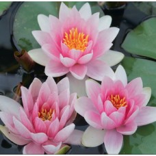 Mrs Richmond Lily - 3L