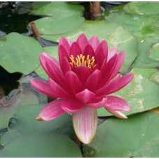 Perry's Baby Red Lily - 1L 