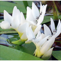 Water Hawthorn (Aponogeton distachyos) - 1L