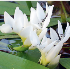 Aponogeton distachyos - 1L