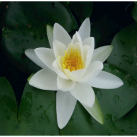 Gladstoniana Water Lily - 3L