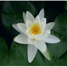 Gladstoniana Water Lily - 3L Gladstoniana Water Lily - 3L