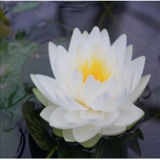 Gonnere Water Lily - 3L Gonnere Water Lily - 3L