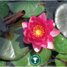 James Brydon Water Lily - 3L James Brydon Water Lily - 3L