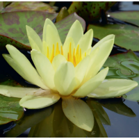 Chromatella Water Lily - 3L