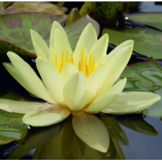 Chromatella Water Lily - 3L Chromatella Water Lily - 3L