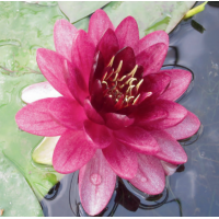 Perry's Almost Black Water Lily - 3L