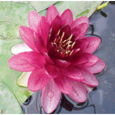 Perry's Almost Black Water Lily - 3L Perry's Almost Black Water Lily - 3L
