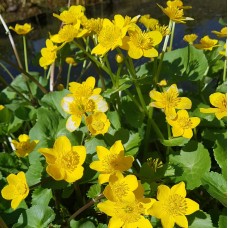 Marsh Marigold (Caltha palustris) - 9cm 