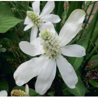 Apache Beads (Anemopsis californicum) - 9cm