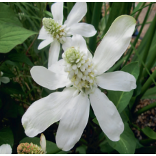 Anemopsis californicum - 9cm