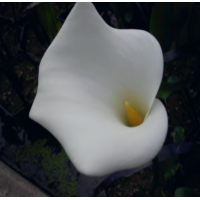 Arum Lily (Zantedeschia aethiopica) - 1L