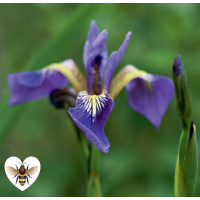 Iris - Blue Flag (Iris versicolor) - 1L