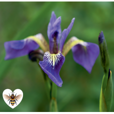 Iris versicolor - 1L