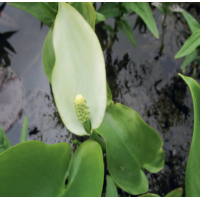 Bog Arum (Calla palustris) - 9cm