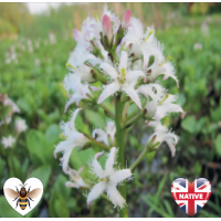 Bog Bean (Menyanthes trifoliata) - 9cm