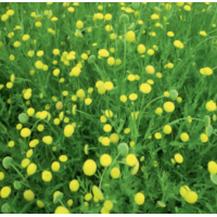 Brass Buttons (Cotula coronopifolia) - 9cm