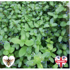 Brooklime (Veronica beccabunga) - 9cm