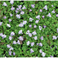 Chinese Marshflower (Mazus reptans Blue) - 9cm