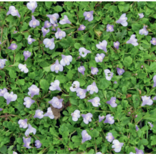 Chinese Marshflower (Mazus reptans Blue) - 9cm