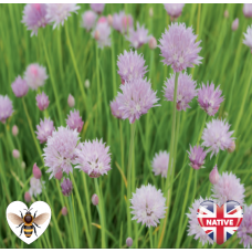 Chives (Allium schoenoprasum) - 9cm